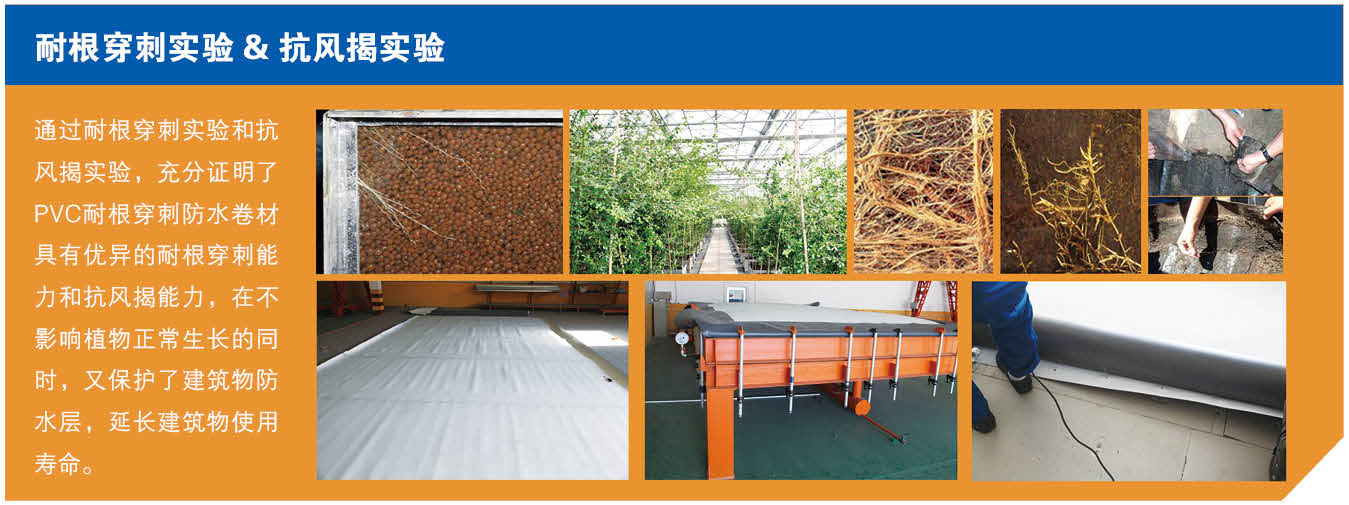 耐根穿刺聚氯乙烯PVC防水卷材(图2) 耐根穿刺聚氯乙烯PVC防水卷材(图2)